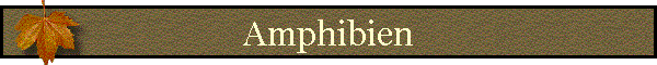 Amphibien