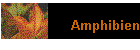 Amphibien