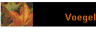 Voegel
